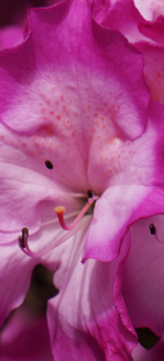 Chlesea-Garden-Flower